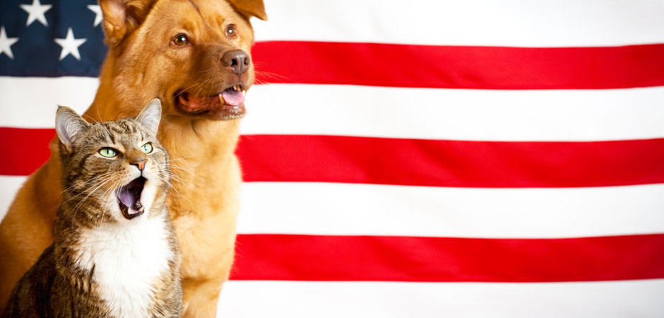 military-pet-shipping-services