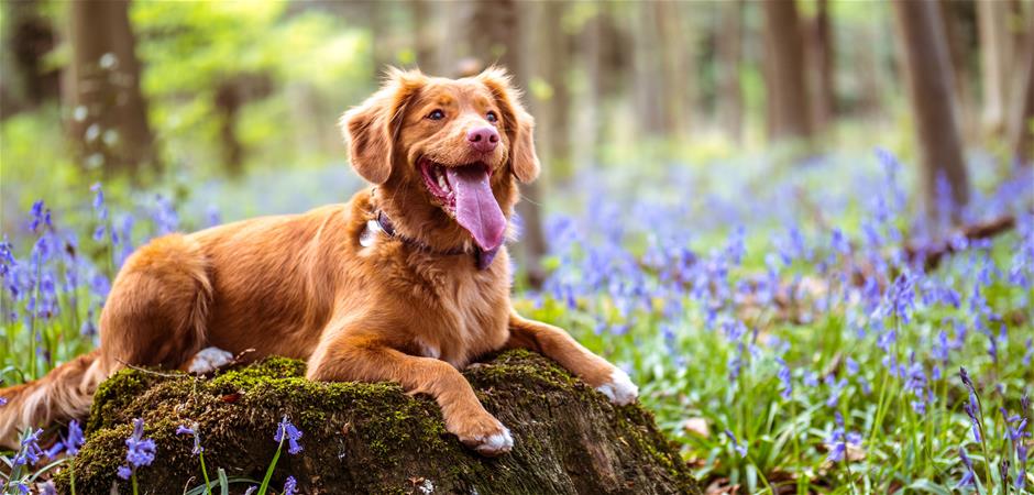 pet-ground-shipping-services